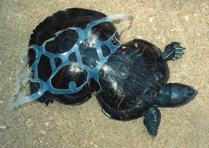 scary-pic-of-turtle-stck-in-plastic